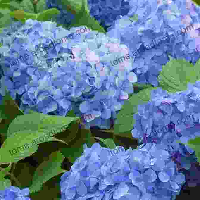 A Beautiful Hydrangea With Large, Rounded Clusters Of Blue Or Pink Flowers. 100 Flowers And How They Got Their Names