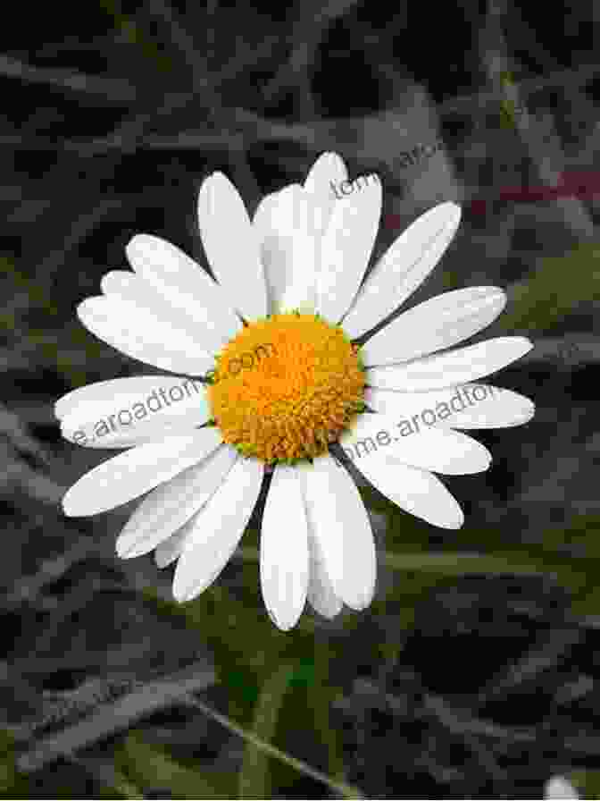 A Cheerful Daisy With White Petals And A Yellow Center. 100 Flowers And How They Got Their Names