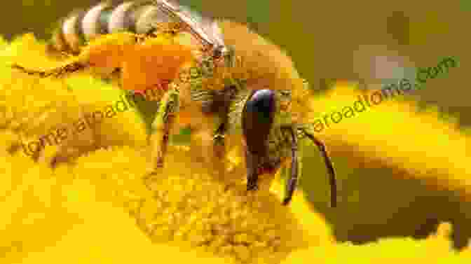 A Close Up Of A Honeybee On A Flower Save The Bees (Save The Earth 3)