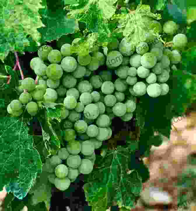 A Cluster Of White Grapes Used For Winemaking. Discover White Wine Everything You Ever Wanted To Know About Choosing A Fine Wine (A Connoisseur S Guide Series)