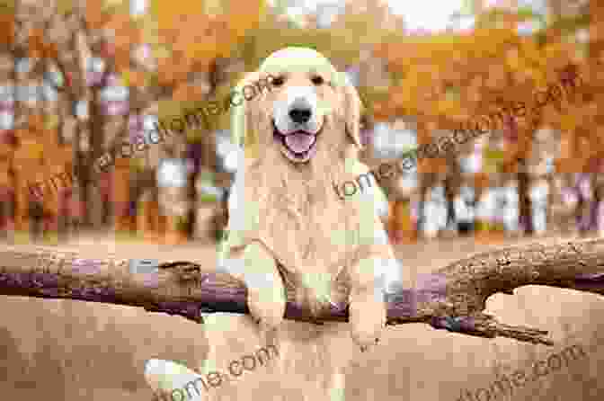 A Golden Retriever, Known For Its Friendly And Playful Nature, Sits Happily In A Field, Surrounded By Colorful Flowers. Sea River And Pet Animals: Early Learning Picture For Babies Toddlers Kids And Preschoolers (First 100 5)