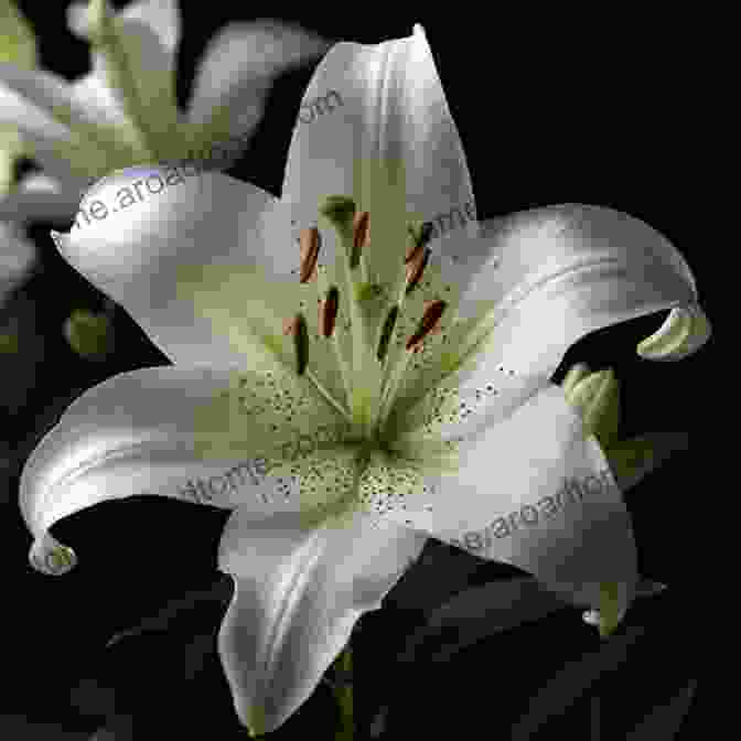 A Graceful White Lily With Trumpet Shaped Petals. 100 Flowers And How They Got Their Names