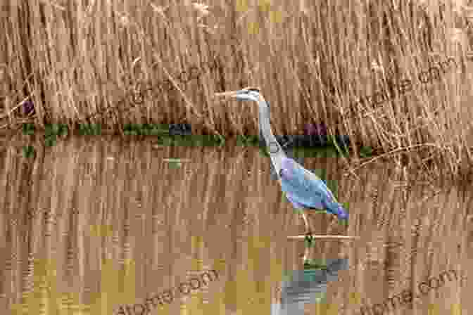 A Great Blue Heron Standing Gracefully In The Shallows Of A Pond In Puddingstone Franklin Park Puddingstone: Franklin Park Becca Fisher