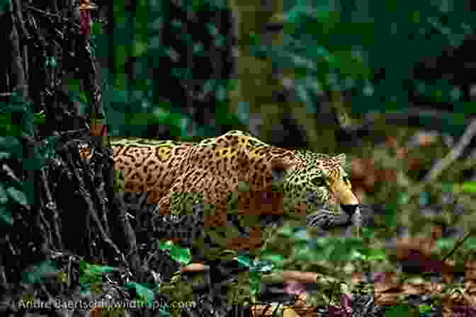 A Jaguar, A Powerful And Elusive Predator Of The Rainforest Understory Animals Of The Rainforest Wildlife Of The Jungle Encyclopedias For Children