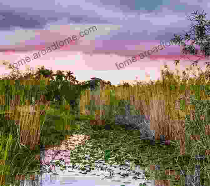 A Landscape Photo Of The Everglades National Park. Everglades National Park: A Photographic Destination