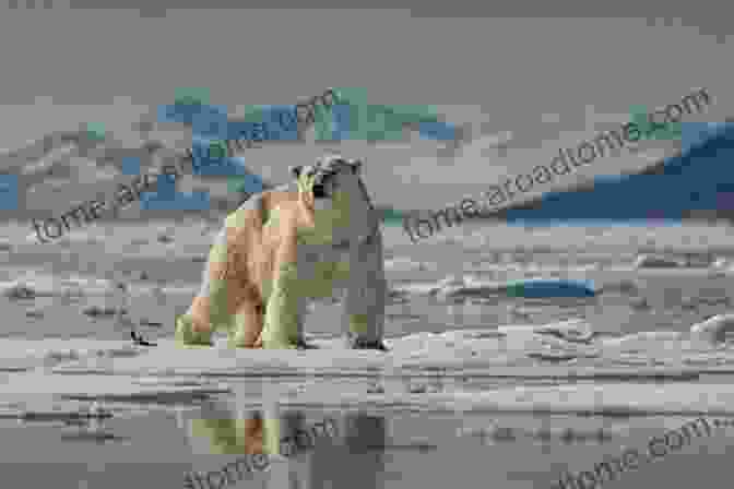 A Magnificent Polar Bear Hunting On The Icy Expanse The White Planet: The Evolution And Future Of Our Frozen World