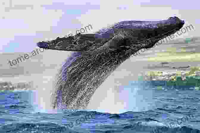 A Majestic Humpback Whale Breaches The Surface Of The Ocean, Showcasing Its Impressive Size And Graceful Form. Sea River And Pet Animals: Early Learning Picture For Babies Toddlers Kids And Preschoolers (First 100 5)