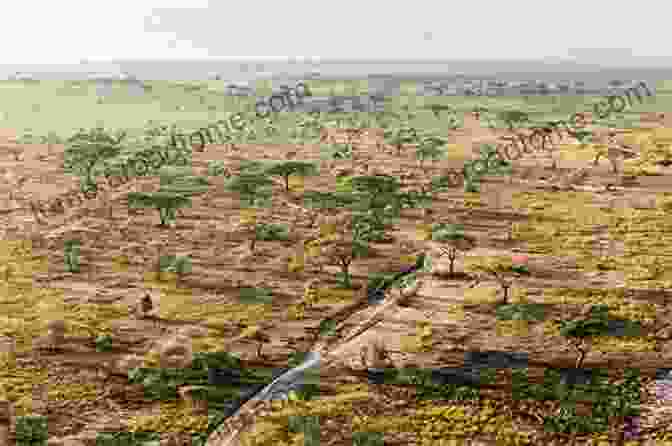 A Panoramic View Of The Serengeti Ecosystem, Showcasing Its Diverse Landscapes And Abundant Wildlife. Animals Of The Serengeti Wildlife Of East Africa Encyclopedias For Children