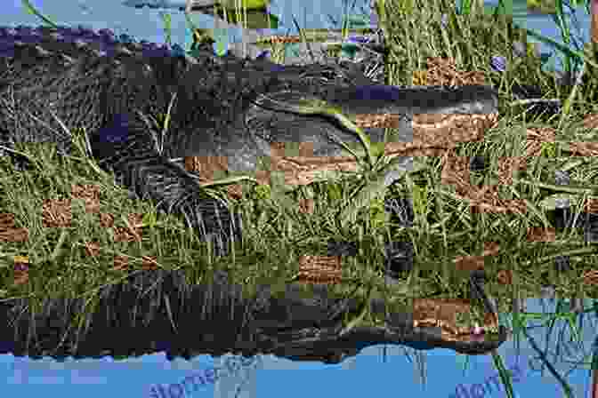 A Photo Of A Photographer Taking A Photo Of An Alligator In The Everglades National Park. Everglades National Park: A Photographic Destination