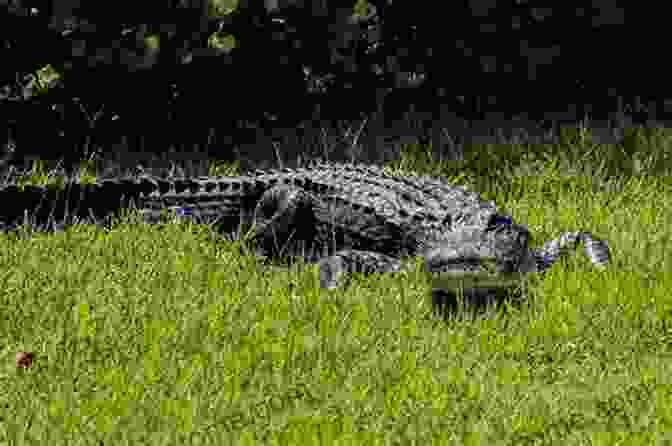 A Photo Of An Alligator In The Everglades National Park. Everglades National Park: A Photographic Destination