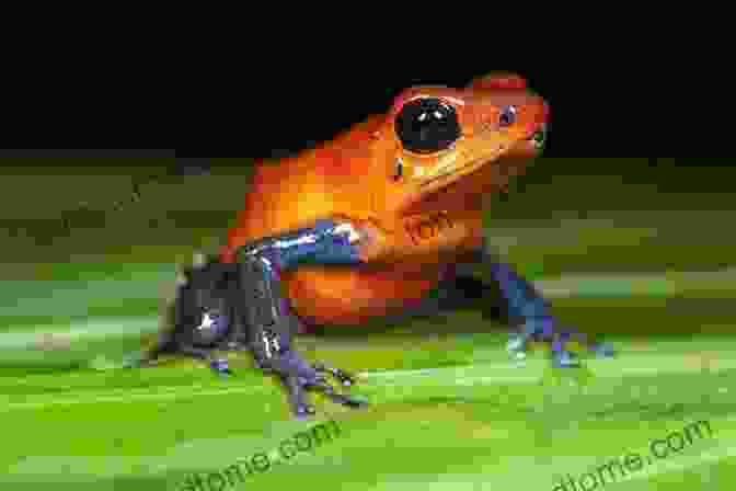 A Poison Dart Frog, A Small But Deadly Amphibian Found In The Rainforest Understory Animals Of The Rainforest Wildlife Of The Jungle Encyclopedias For Children