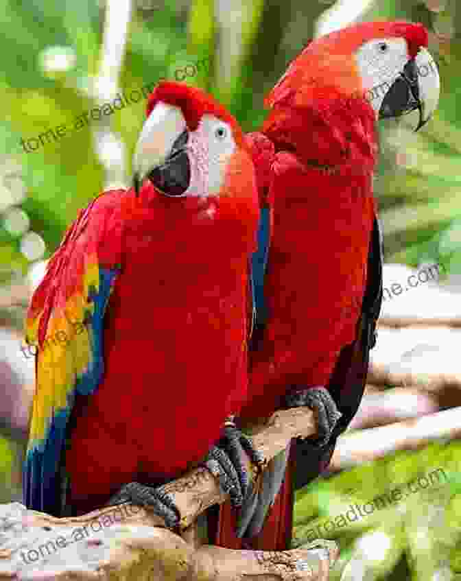 A Scarlet Macaw, A Vibrant And Noisy Inhabitant Of The Rainforest Canopy Animals Of The Rainforest Wildlife Of The Jungle Encyclopedias For Children