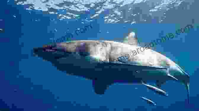 A Sleek Great White Shark Patrolling The Open Ocean Ocean Animals For Kids: A Junior Scientist S Guide To Whales Sharks And Other Marine Life (Junior Scientists)