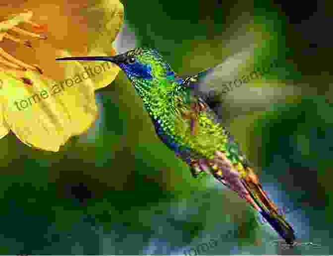 A Tiny Hummingbird Hovering Near A Flower First 100 Animals Roger Priddy