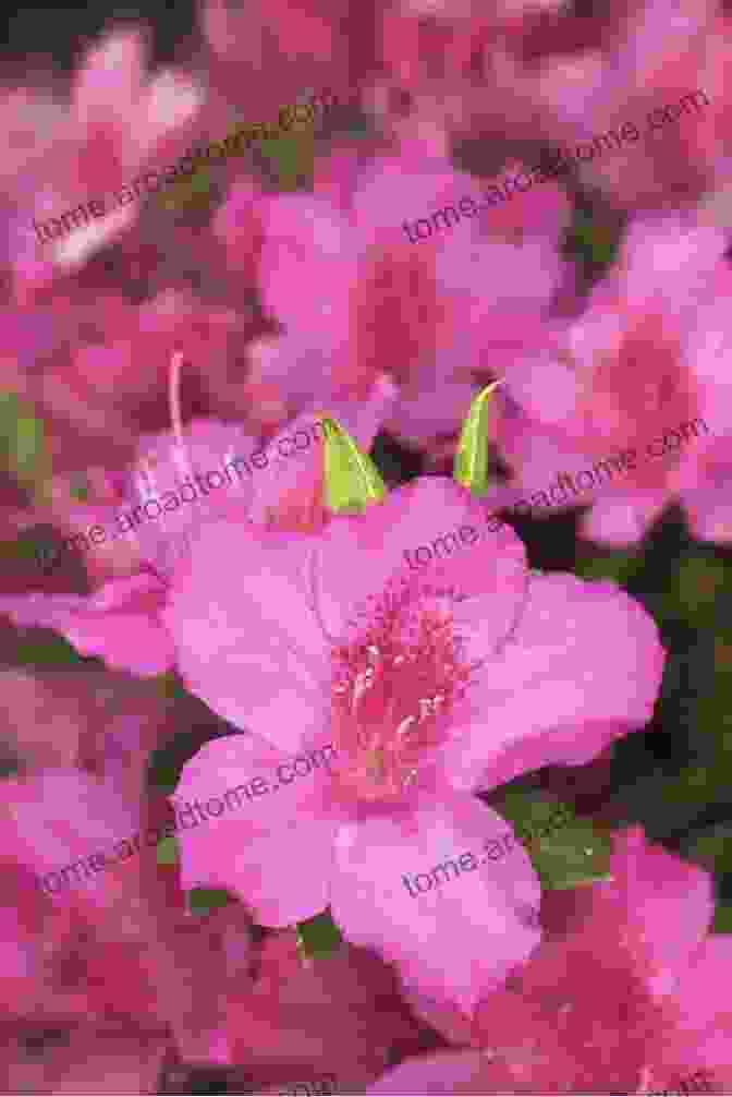 A Vibrant Azalea With Funnel Shaped Flowers In Shades Of Pink, Red, And White. 100 Flowers And How They Got Their Names