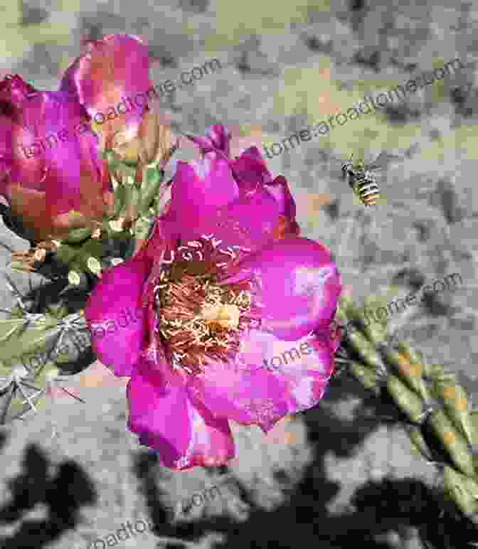 A Vibrant Photograph Of A Flower In The Chihuahuan Desert. DesertScapes: Volume 2: A Photographic Tribute To Scenic Deserts