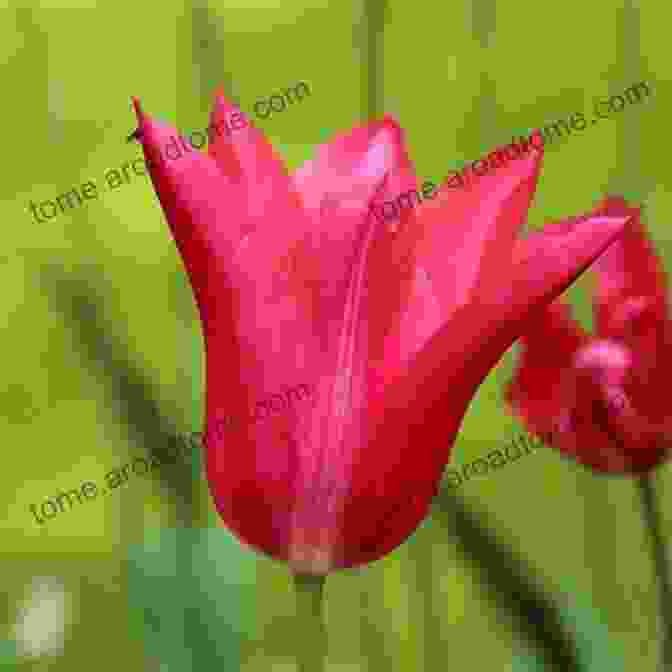 A Vibrant Pink Tulip With Pointed Petals. 100 Flowers And How They Got Their Names