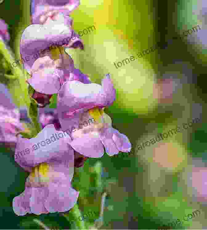 A Whimsical Snapdragon With Hooded Flowers That Resemble Dragon's Jaws. 100 Flowers And How They Got Their Names