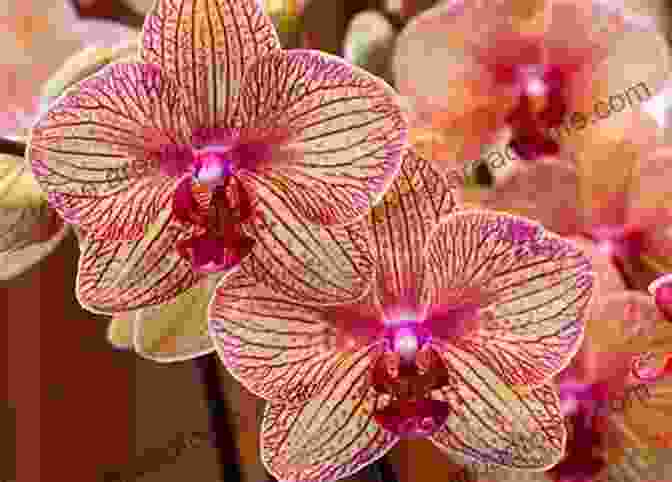 An Exotic Orchid With Vibrant Purple Petals And A Delicate Fragrance. 100 Flowers And How They Got Their Names