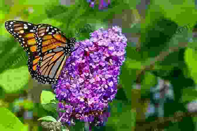 Blackberry Bunny Sitting In A Colorful Garden With Flowers And Butterflies Blackberry Bunny The Garden (The Adventures Of Blackberry Bunny)