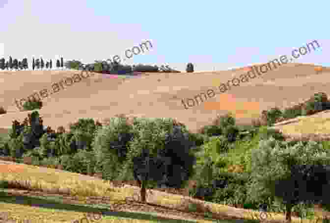 Breathtaking Sicilian Landscape With Rolling Hills And Olive Groves Dreaming Of Sicily ~ A Travel Memoir