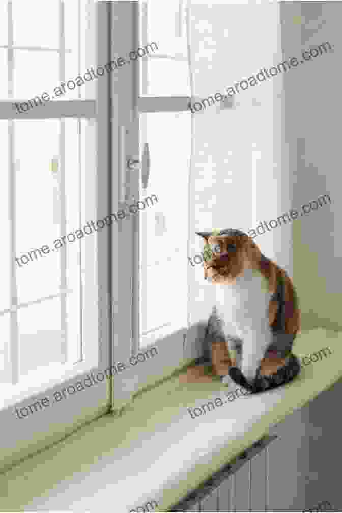 Cat Sitting On A Windowsill, Contemplating Life Dasha S Journal: A Cat Reflects On Life Catness And Autism