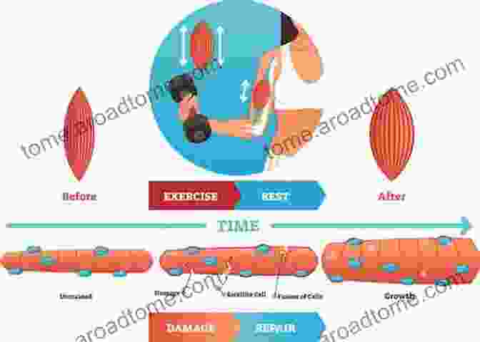 Diagram Illustrating The Process Of Muscle Hypertrophy Workout: 33 Best Science Based Workout Hacks: Simple Tricks To Gaining More Muscle By Training Dieting More Efficiently