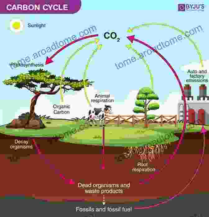 Diagram Of The Nutrient Cycle, Showing The Movement Of Nutrients Through Living And Non Living Components Of An Ecosystem The 5 Nutrient Cycles Science 3rd Grade Children S Science Education