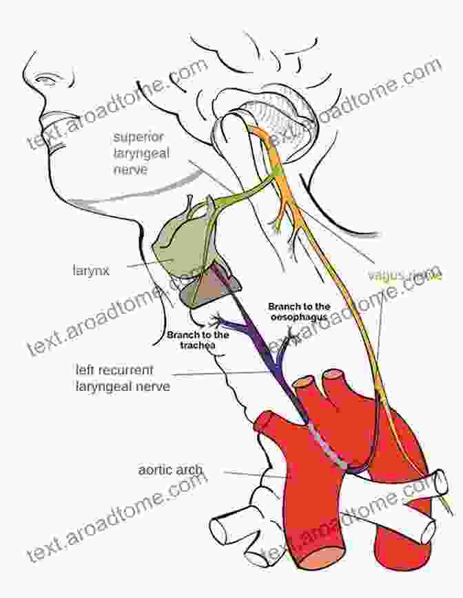 Diagram Of The Vagus Nerve Stick It In Your Ear