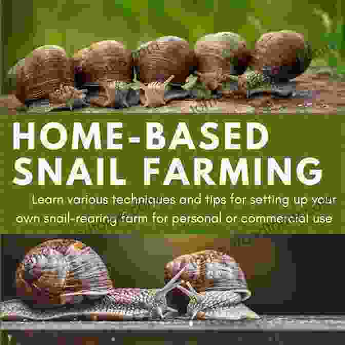 Escargot Snail Build A Snail Farm: How To Get Your Own Snail Empire