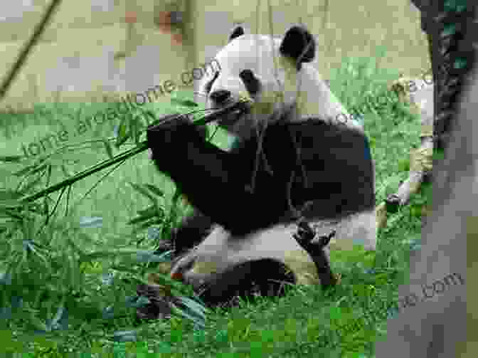 Giant Panda Cub Pogo Catching A Whiff Of Bamboo, Leading Him Home Giant: A Panda Of The Enchanted Forest