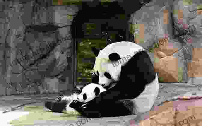 Giant Panda Cub Pogo Happily Reunited With His Family Giant: A Panda Of The Enchanted Forest