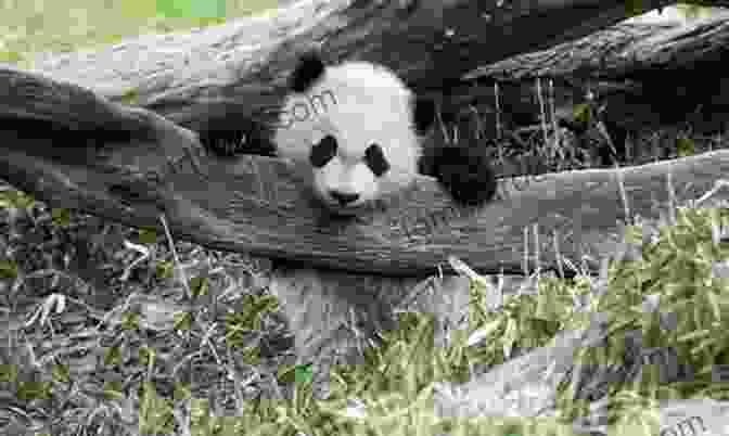 Giant Panda Cub Pogo Sharing Honey With Lost Fireflies In The Enchanted Forest Giant: A Panda Of The Enchanted Forest