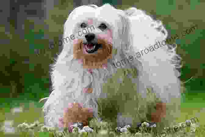 Havanese Dog With Characteristic Coat And Playful Expression The Complete Guide To Havanese Dogs: Everything You Need To Know To Successfully Find Raise Train And Love Your New Havanese Puppy