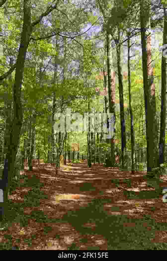 Hikers Following A Winding Trail Through A Dense Forest In Puddingstone Franklin Park Puddingstone: Franklin Park Becca Fisher