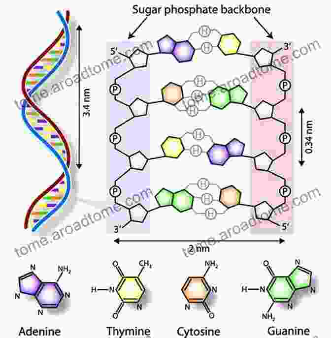 Image Of DNA Double Helix With Small People Figures Representing Different Genetic Traits The History And Geography Of Human Genes: Abridged Edition