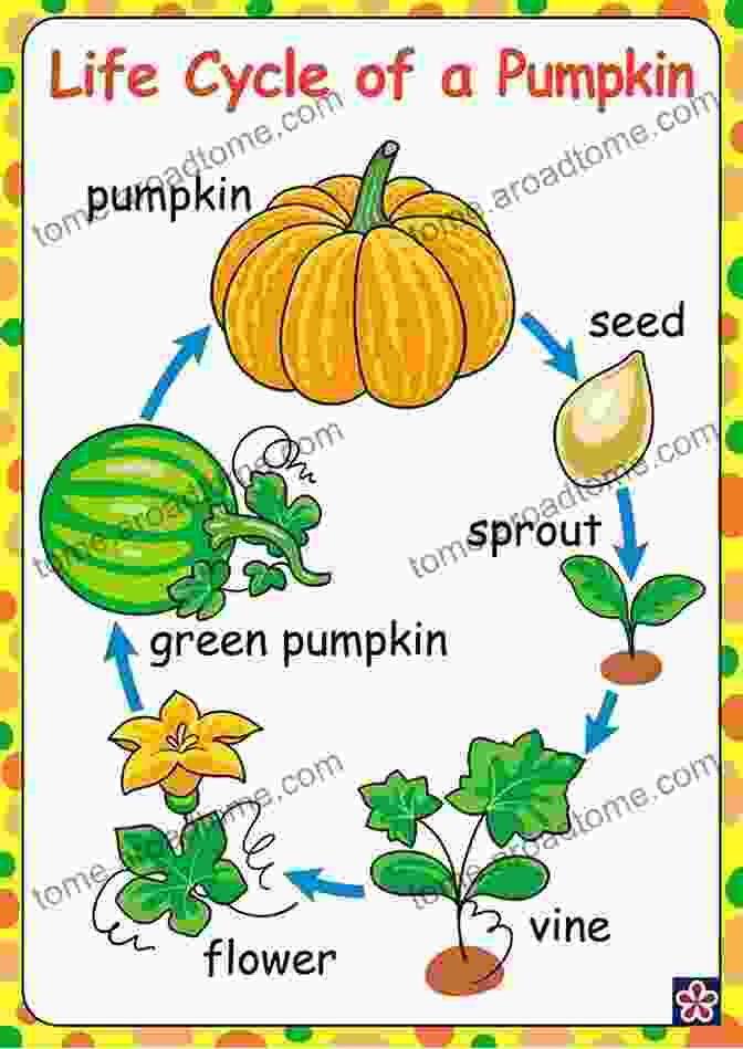 Pumpkin Plant Life Cycle From Seed To Fruit Let S Look At Pumpkins (Plant Life Cycles (Pull Ahead Readers Nonfiction))