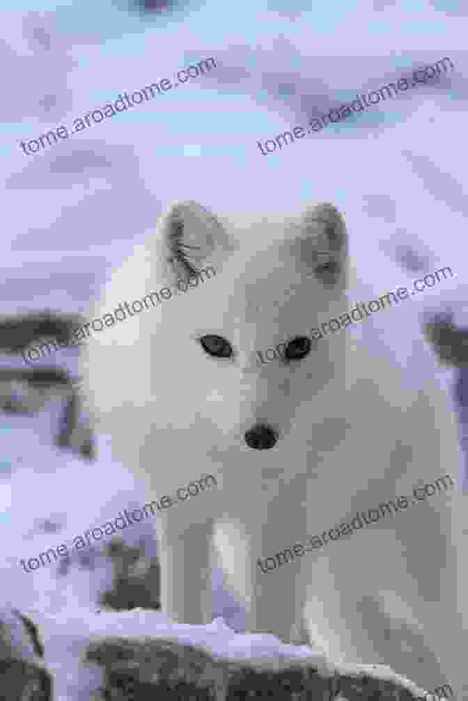 Snowflake, A Curious Arctic Fox, Embarks On An Epic Adventure To Find Her Family Snowflake S Big Adventure Erin Mackey