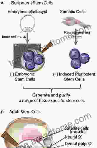 Stem Cells In Craniofacial Development And Regeneration